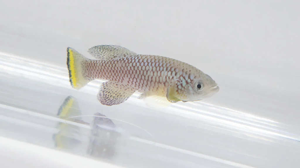 Kurzlebige Fische ermöglichen Einblick in Alterungsprozess des Immunsystems